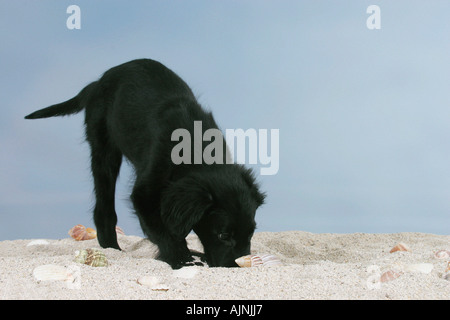 Flat Coated Retriever Welpe 12 Wochen Stockfoto