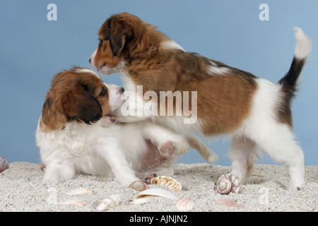 Kleine holländische Wasservögel Hund Welpen 6 Wochen Kooikerhondje Stockfoto