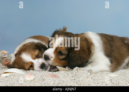 Kleine holländische Wasservögel Hund Welpen 6 Wochen Kooikerhondje Stockfoto