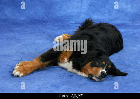 Berner Sennenhund Berner Sennenhund Stockfoto