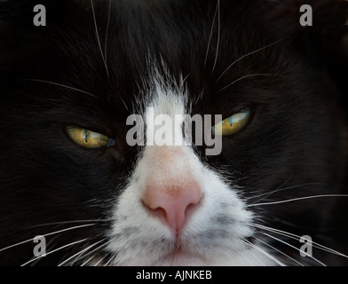 Nahaufnahme von schwarzen und weißen Katze Porträt Stockfoto