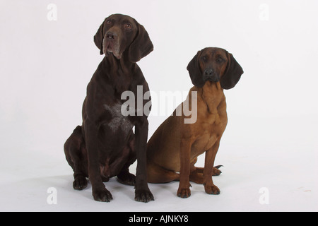 Deutscher Kurzhaariger Vorstehhund und Bayern Berg Ogar Stockfoto