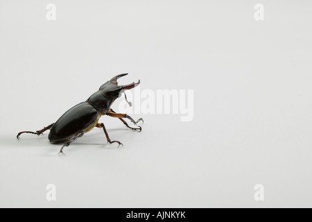 Hirschkäfer Stockfoto