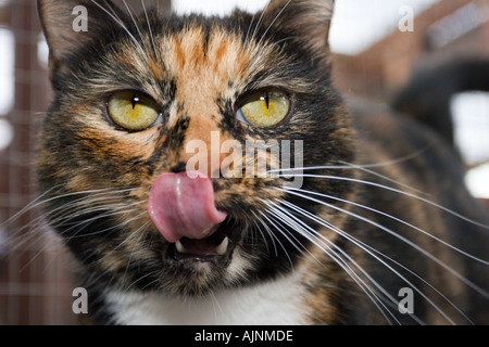 Nahaufnahme einer Katze Gesicht lecken Stockfoto