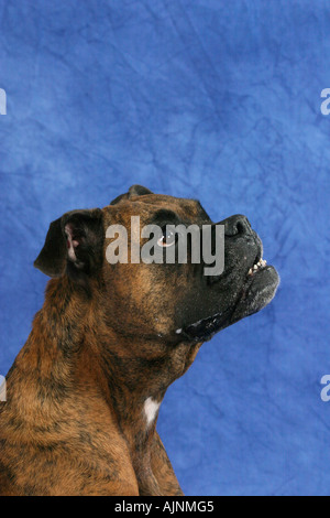 Deutscher Boxer Deutscher Boxer Stockfoto