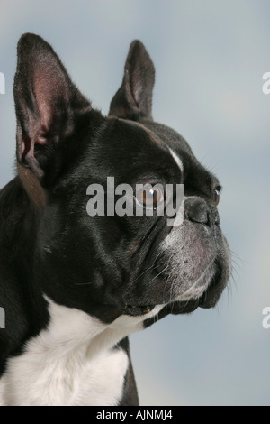 Französische Bulldogge Franzoesische Bulldogge französischen Bulldogge Stockfoto