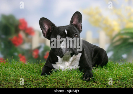 Französische Bulldogge Franzoesische Bulldogge französischen Bulldogge Stockfoto