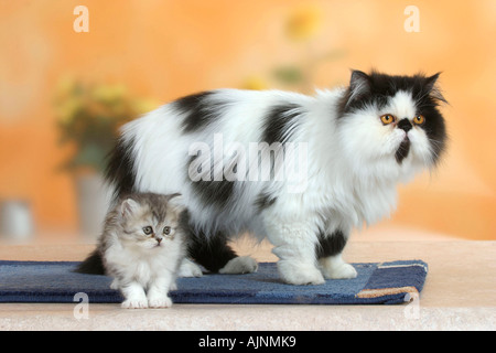 Perserkatze schwarz weiß mit dem Kätzchen 6 Wochen Perserkatze Schwarz Weiss Mit Kaetzchen 6 Wochen Stockfoto