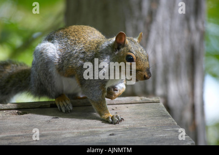 Östliche graue Eichhörnchen Sciurus Carolinensis sitting on Top of Bird feeder Stockfoto