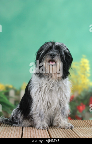 Polnischen Tiefland Sheepdog PON Polski Owcarek Nizinny Stockfoto