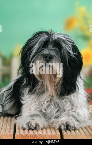 Polnischen Tiefland Sheepdog PON Polski Owcarek Nizinny Stockfoto