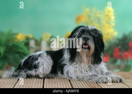 Polnischen Tiefland Sheepdog PON Polski Owcarek Nizinny Stockfoto