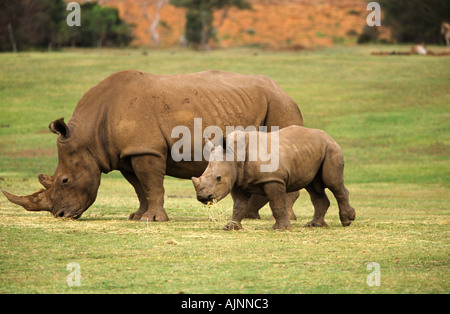 Südliche Breitmaulnashorn und Baby, Melbourne, Australien Stockfoto