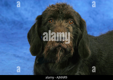 Gebrochen Deutsch beschichtet Vorstehhund Stockfoto