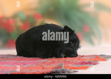 Scottish Terrier Welpen 6 Wochen nagen auf Teppich Stockfoto