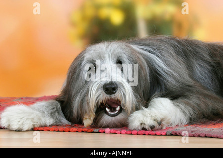 Bearded Collie mit Rohhaut Knochen Stockfoto