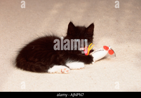 Norwegische Waldkatze Kitten 8 Wochen schwarz mit weiß mit Spielzeug Stockfoto