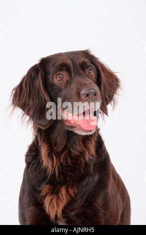 Deutsch Langhaar Zeiger Stockfoto