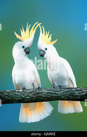 Triton Kakadus Cacatua Galerita Triton mehr Schwefel crested Cockatoo Stockfoto