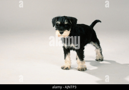 Zwergschnauzer Schwarz Silber Welpen 10 Wochen Stockfoto