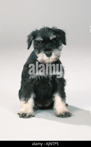 Zwergschnauzer Schwarz Silber Welpen 10 Wochen Stockfoto