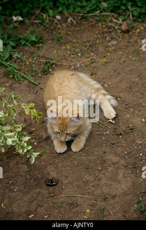 Niedliche wilder Ingwer Kätzchen spielen Jagd einen Käfer im Garten eines Hotels in der Türkei Stockfoto