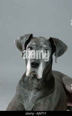 Deutsche Dogge blau Alter Hund Stockfoto