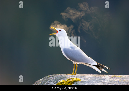 Vokalisierenden gemeinsame Möwe Stockfoto