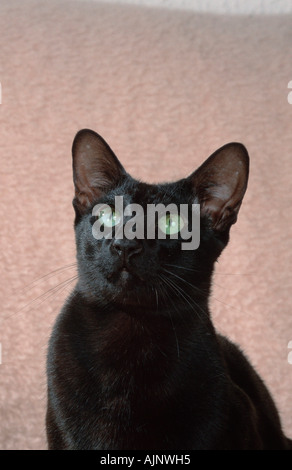 Orientalisch Kurzhaarkatze schwarz Stockfoto
