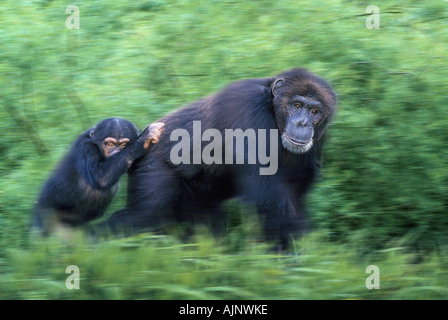 Schimpansen-Männchen mit jungen Pan Troglodytes Ethik Stockfoto