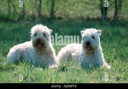 Irish Soft Coated Wheaten Terrier-paar Stockfoto