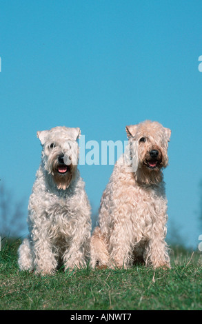 Irish Soft Coated Wheaten Terrier-paar Stockfoto