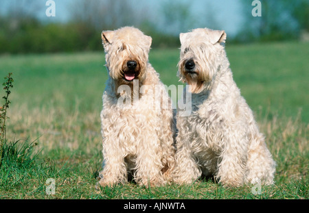 Irish Soft Coated Wheaten Terrier-paar Stockfoto