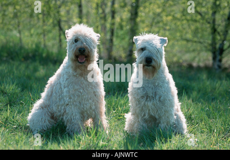 Irish Soft Coated Wheaten Terrier-paar Stockfoto