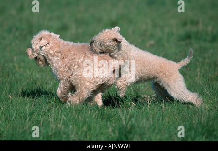 Irish Soft Coated Wheaten Terrier Stockfoto