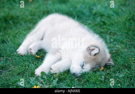 Alaskan Malamute Welpen 6 Wochen Stockfoto