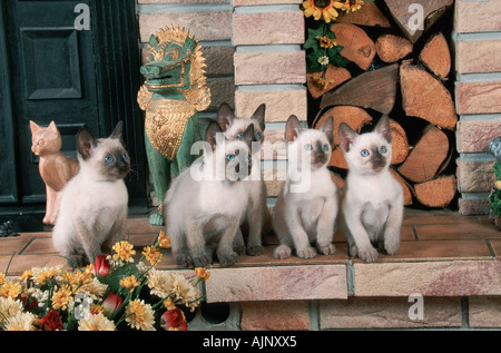 Klassische Siam Katzen Kätzchen 9 Wochen Stockfoto