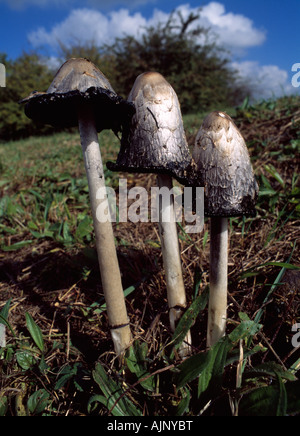 Shaggy Tinte Cap, Coprinus Comatus Pilze. Stockfoto