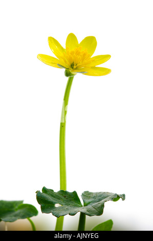 Kleinen Schöllkraut Blume Stockfoto