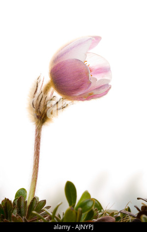 Blasse Pasque Blume in voller Blüte Norwegen Stockfoto