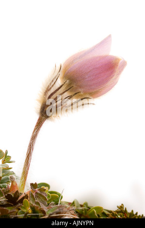 Blasse Pasque Blume in voller Blüte Norwegen Stockfoto