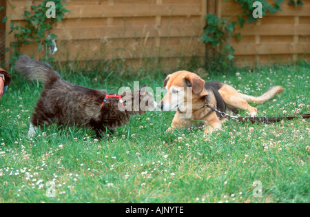 Norwegische Waldkatze und Mischling Hund Stockfoto