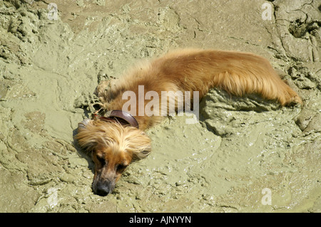 Gelber Hund Afghanischer Windhund liegend im Schlamm Schlagloch auf Wiese erholend Abkühlung warmer Sommer Stockfoto