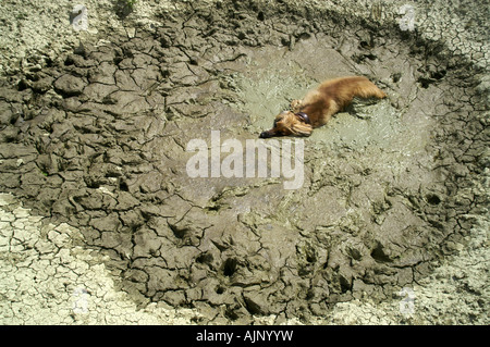 Gelber Hund Afghanischer Windhund liegend im Schlamm Schlagloch auf Wiese erholend Abkühlung warmer Sommer Stockfoto