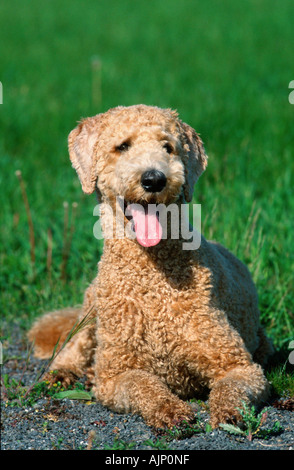 Standard Pudel Apricot geschoren Stockfoto
