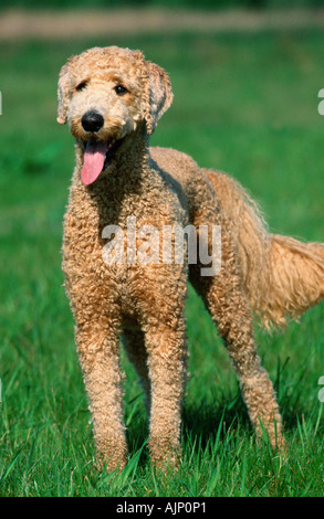 Standard Pudel Apricot geschoren Stockfoto