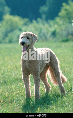 Standard Pudel Apricot geschoren Stockfoto