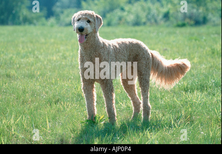 Standard Pudel Apricot geschoren Stockfoto