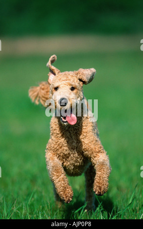 Standard Pudel Apricot geschoren Stockfoto