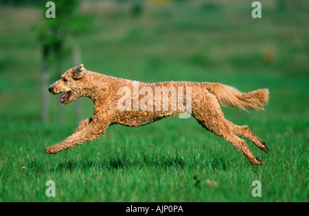 Pudel Apricot geschert Seite Stockfoto